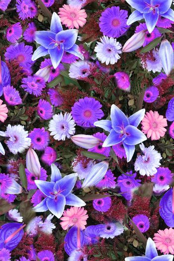 248211-数码百合花太阳花大花朵