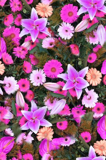 248212-数码百合花太阳花大花朵