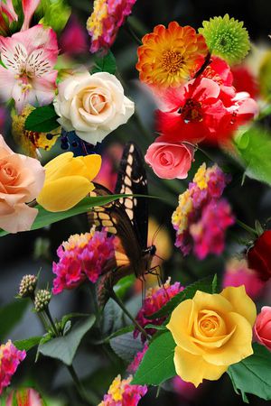 花朵 花卉 玫瑰 菊花 颜色 五彩 七彩 多彩 绿叶 真花 真实 鲜花 印花华亿平台图片