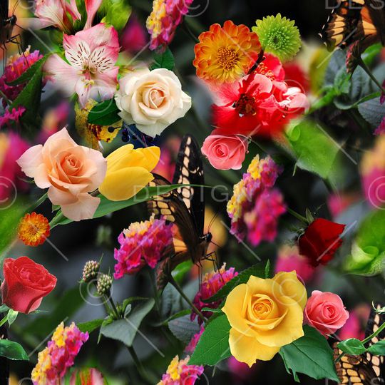 花朵 花卉 玫瑰 菊花 颜色 五彩 七彩 多彩 绿叶 真花 真实 鲜花 印花华亿平台图片