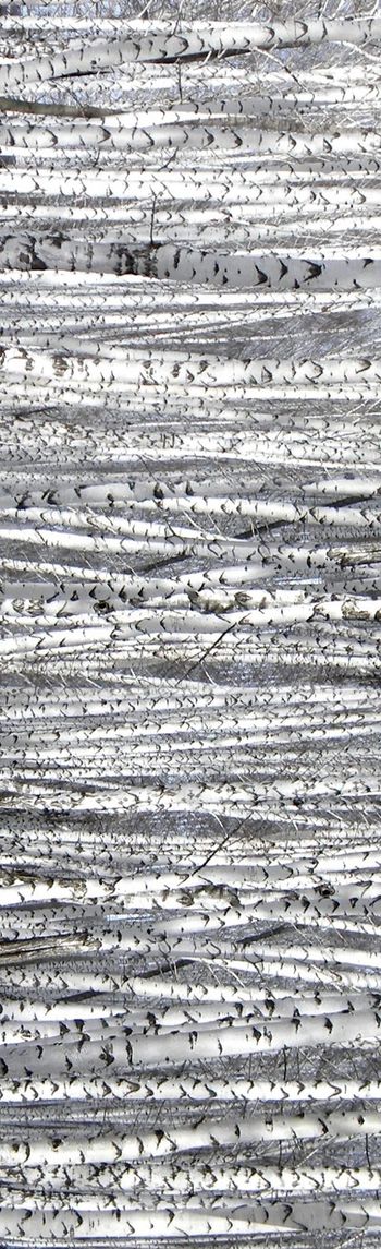 249847-WT091条纹写实风格斑驳照片长巾