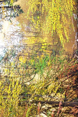 树林印花华亿平台图片