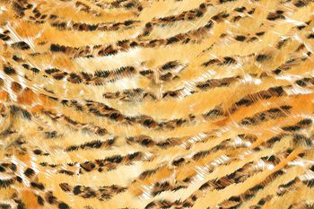 250334-WT094笔触豹纹动物纹水彩循环印