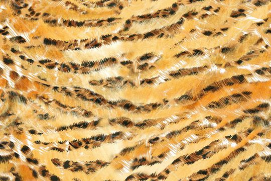 动物纹印花华亿平台图片