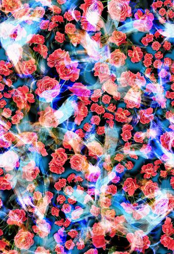 250674-多彩玫瑰花卉花朵组合