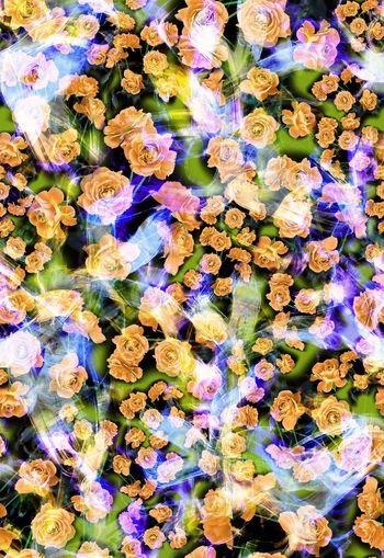 250675-多彩玫瑰花卉花朵组合