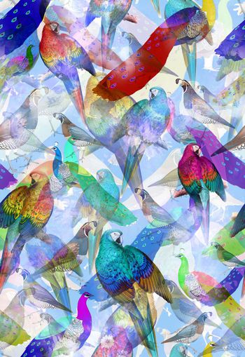 250701-多彩热带鸟动物组合