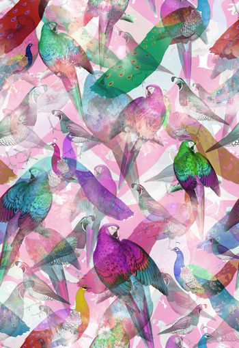 250702-多彩热带鸟动物组合