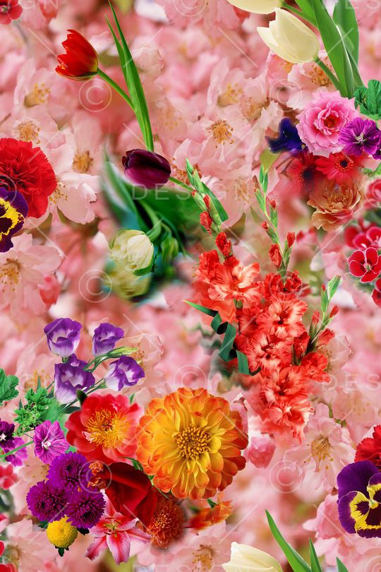 花卉 满底 樱花 粉红 菊花印花华亿平台图片