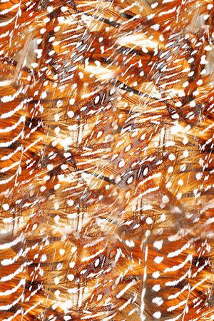 肌理 羽毛 散点 棕黄印花华亿平台图片