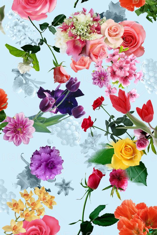 蓝色底 花卉 鲜花 照片 玫瑰 菊花印花华亿平台图片