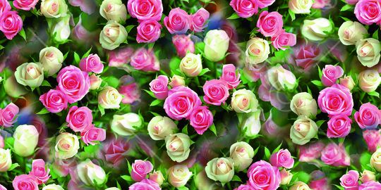 写实 照片 满底 花卉 玫瑰 粉红 浪漫印花华亿平台图片