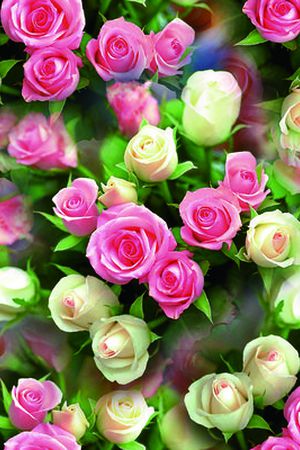 写实 照片 满底 花卉 玫瑰 粉红 浪漫印花华亿平台图片