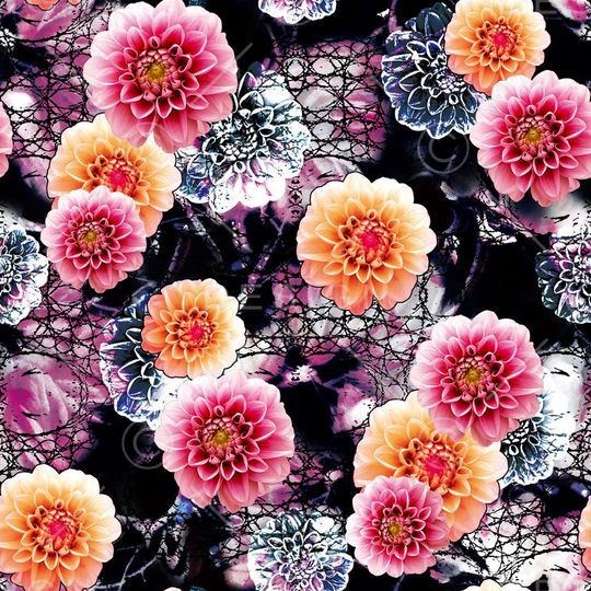 写实 照片 满底  花卉 菊花 黑底 老年装 老人印花华亿平台图片