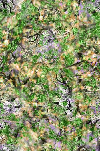 252511-BF0381服装裤料华亿平台