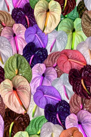 红鹤花 树叶 肌理印花华亿平台图片