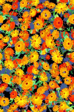 亮丽 小雏菊印花华亿平台图片