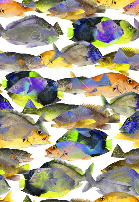 鱼 写实 照片 海洋 动物 热带风情印花华亿平台图片