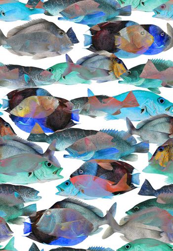 254841-鱼动物海洋热带风