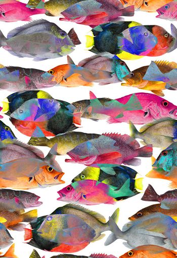 254842-鱼动物海洋热带风