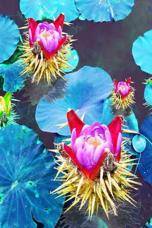 家纺 莲花 荷花 照片 写实印花华亿平台图片