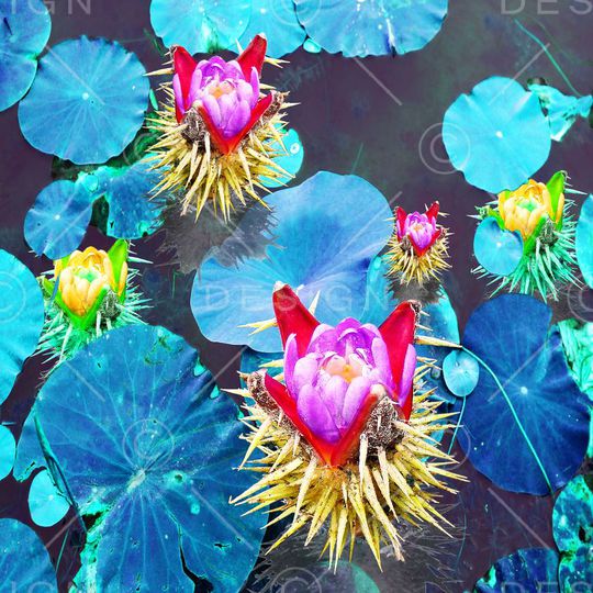 家纺 莲花 荷花 照片 写实印花华亿平台图片