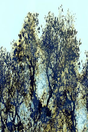 定位 树木 从来 渐变 剪影印花华亿平台图片