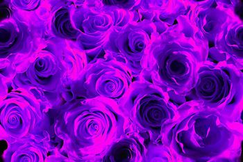 257068-浪漫玫瑰~