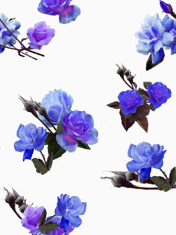 257232-写实类月季花