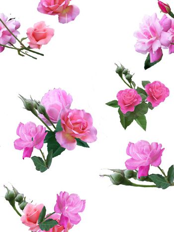 257233-写实类月季花