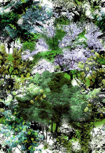 257239-多彩树木树林风景