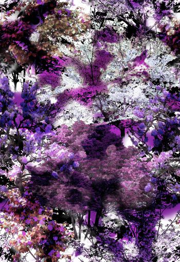 257240-多彩树木树林风景