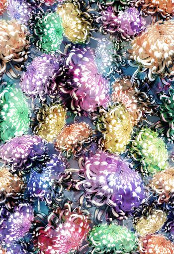 257317-多彩水彩水墨效果菊花花卉花朵