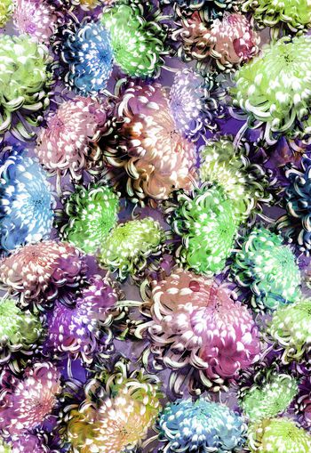 257319-多彩水彩水墨效果菊花花卉花朵