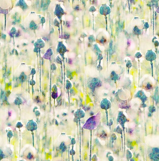 清新印花华亿平台图片