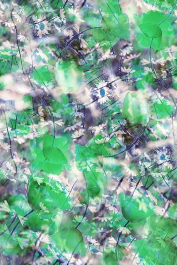 257974-花卉复叠抽象朦胧梦幻淡雅华亿平台