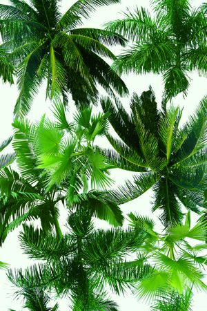 椰子树印花华亿平台图片