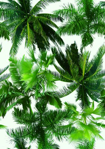 258023-热带椰子树自然-003-1