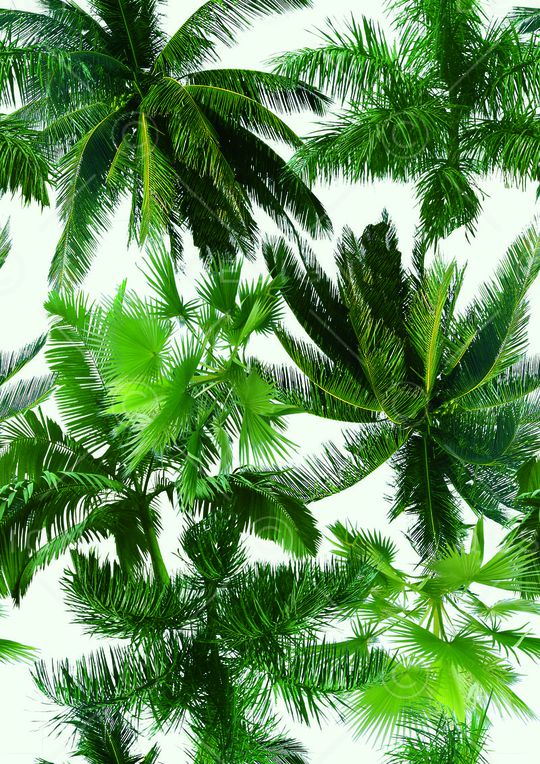 椰子树印花华亿平台图片