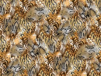 258582-蛇纹羽毛花