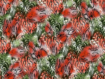 258583-蛇纹羽毛花