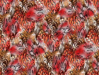 258585-蛇纹羽毛花