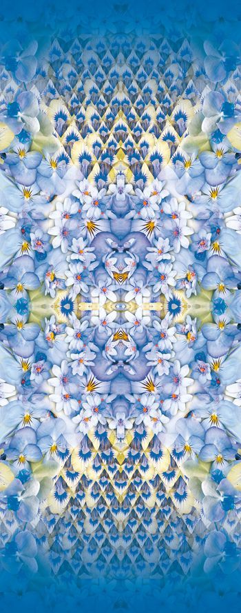 258762-蝴蝶兰花-1