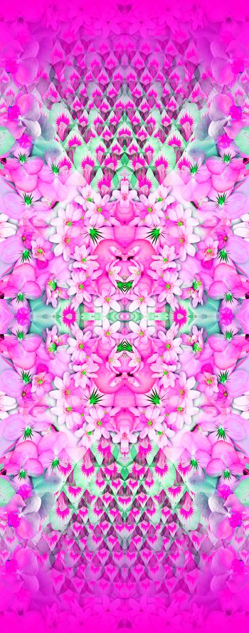 258763-蝴蝶兰花-1