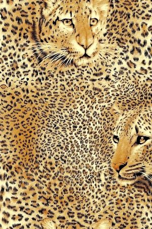 豹子印花华亿平台图片