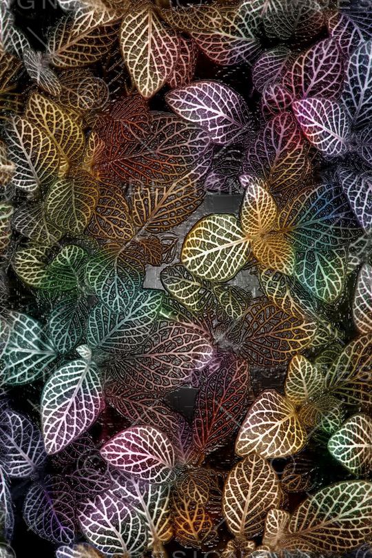 树叶印花华亿平台图片