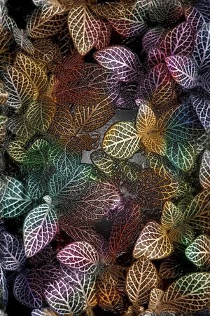 树叶印花华亿平台图片