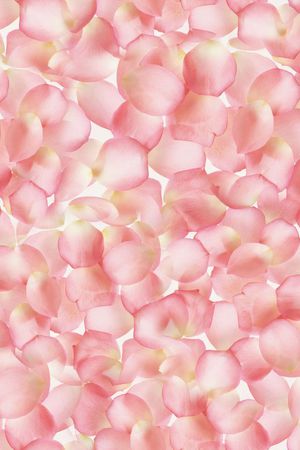 ♥红桃A〖花鸟天堂〗印花华亿平台图片