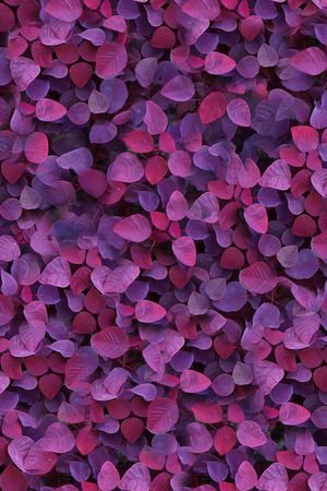 ♥红桃A〖花鸟天堂〗印花华亿平台图片