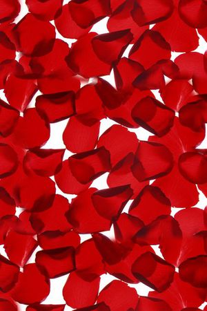 ♥红桃A〖花鸟天堂〗印花华亿平台图片